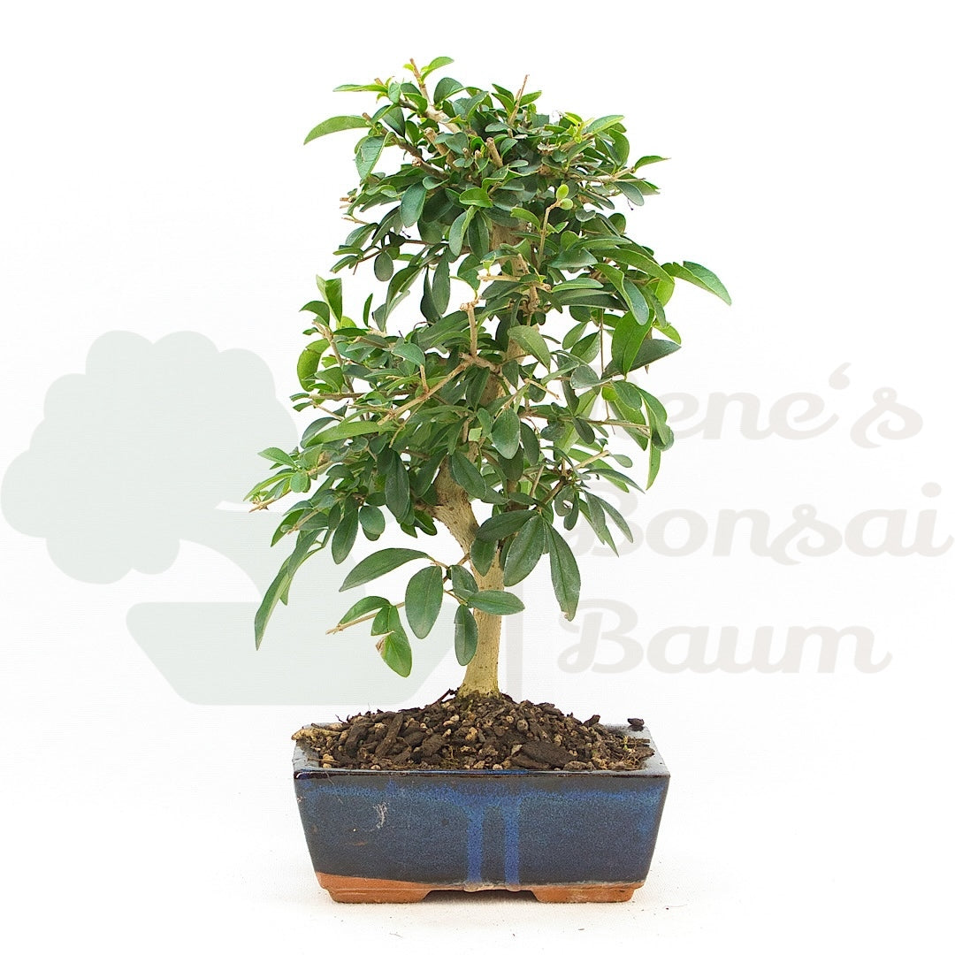 Gewöhnlichen Liguster ‚Ligustrum vulgare‘